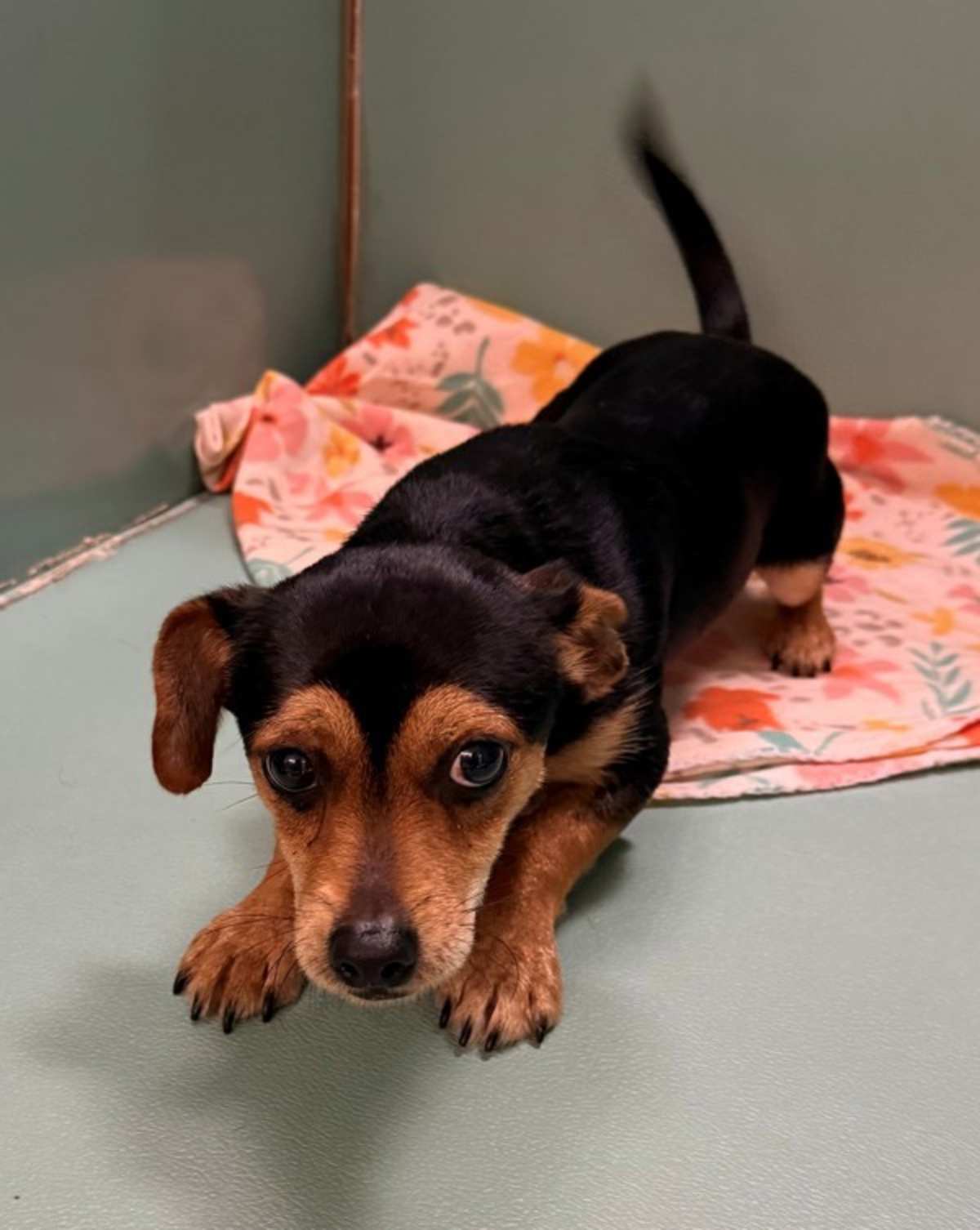 AUTUMN - Chihuahua available for adoption