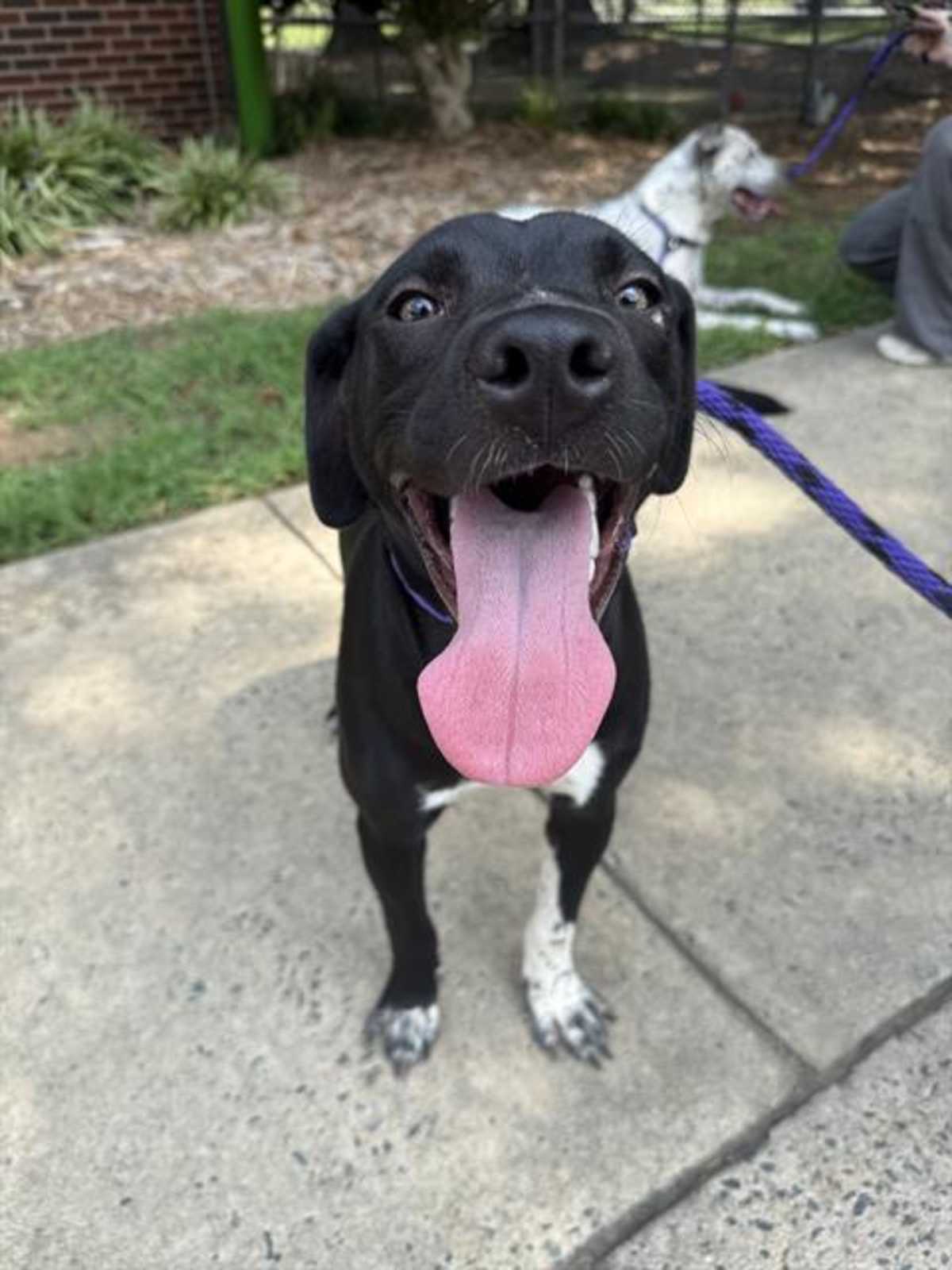 LISA - Labrador Retriever available for adoption