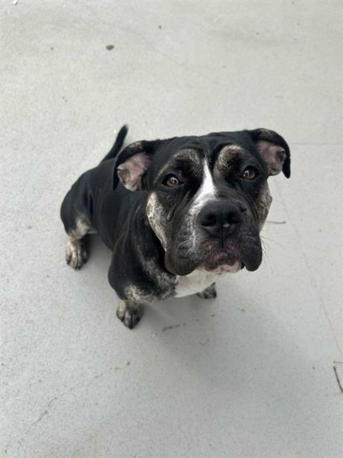 NAVEEN - American Pit Bull Terrier available for adoption