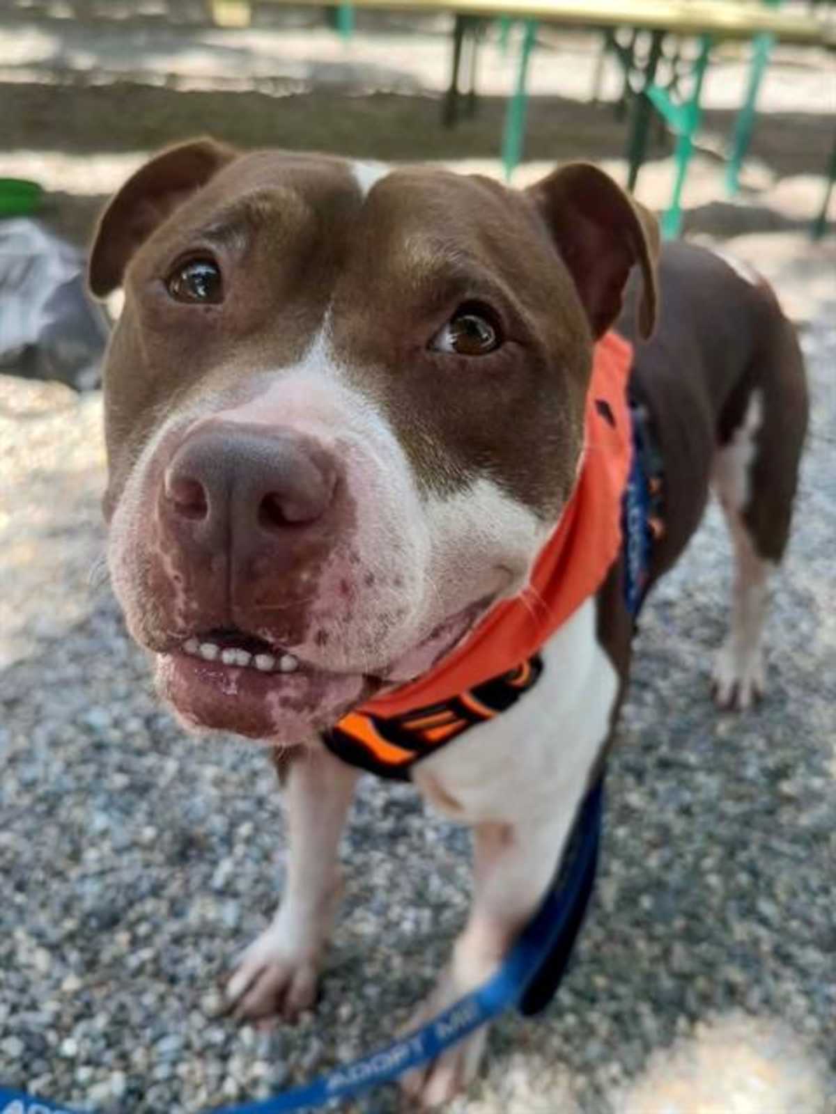 ALADDIN - American Pit Bull Terrier available for adoption