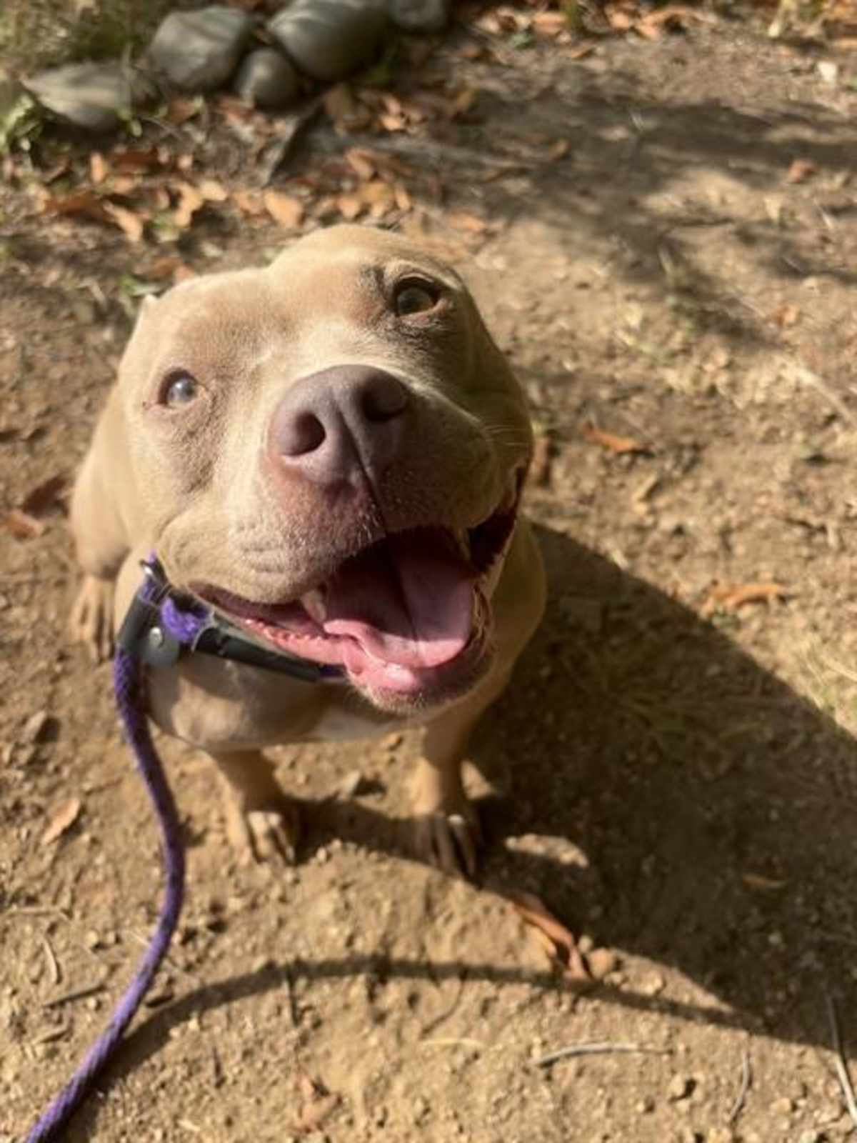 HAZEL - American Pit Bull Terrier available for adoption