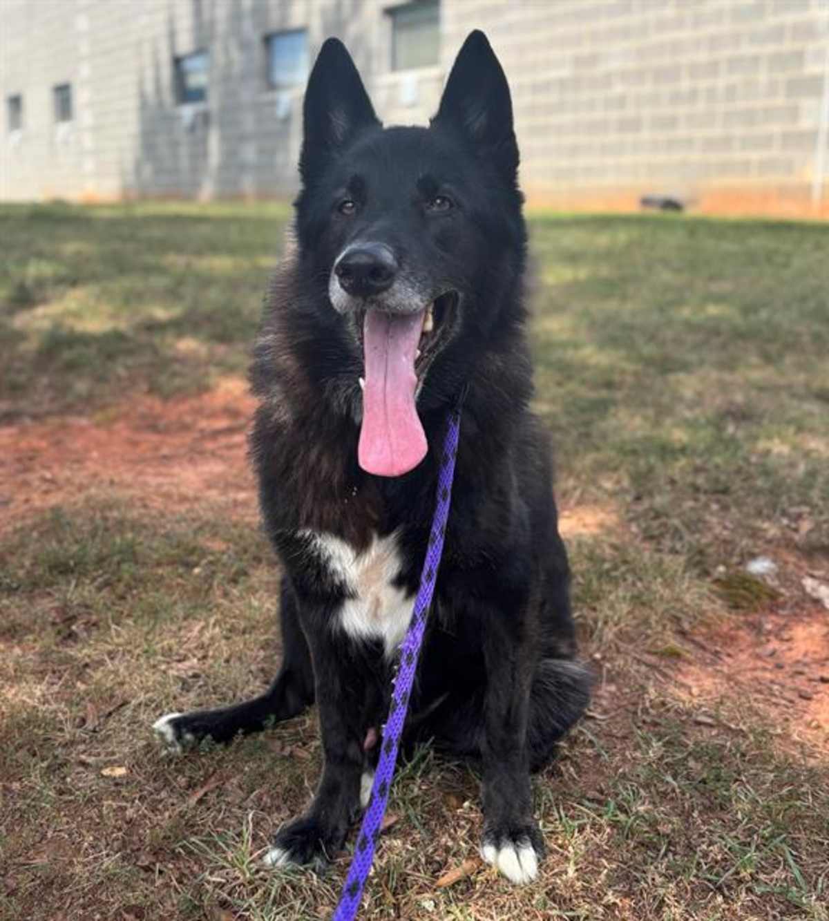 ONYX - German Shepherd Dog available for adoption