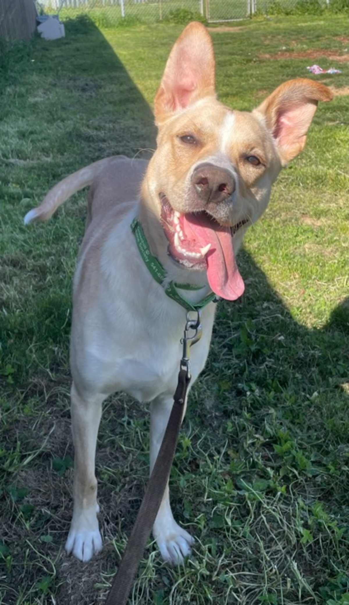APOLLO - Mixed Breed (Medium) available for adoption
