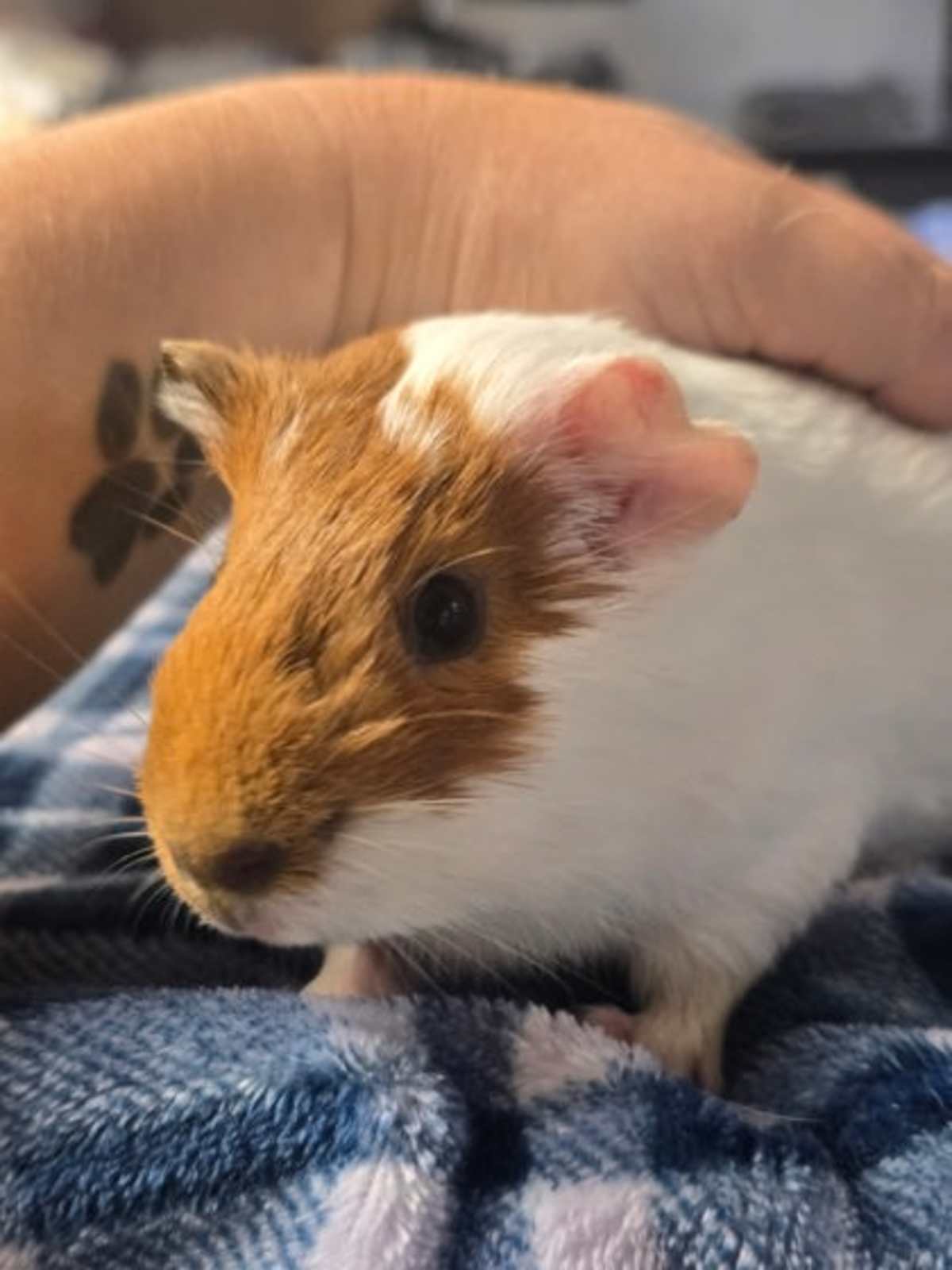 EMILIA - Guinea Pig available for adoption