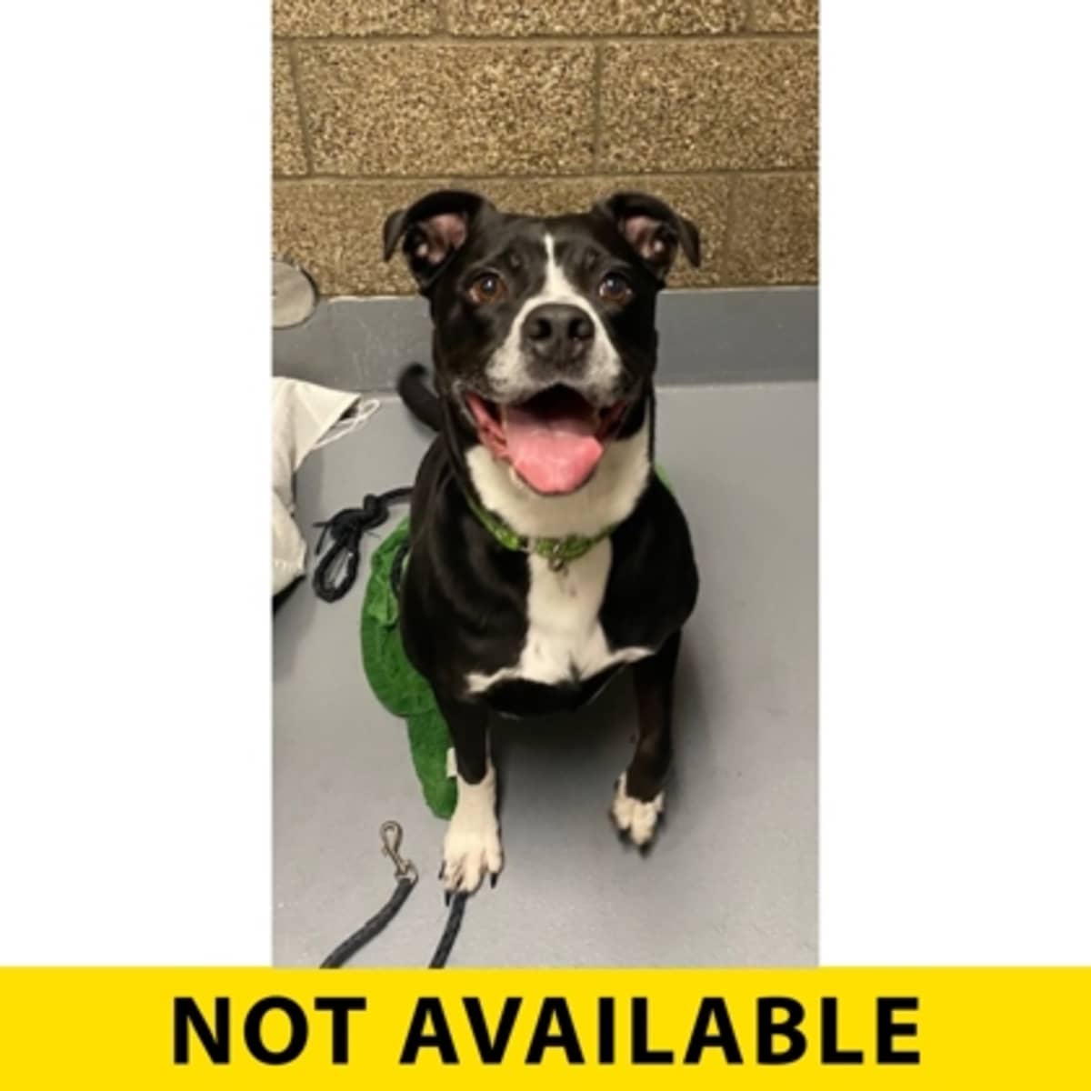 CUPCAKE - American Pit Bull Terrier available for adoption
