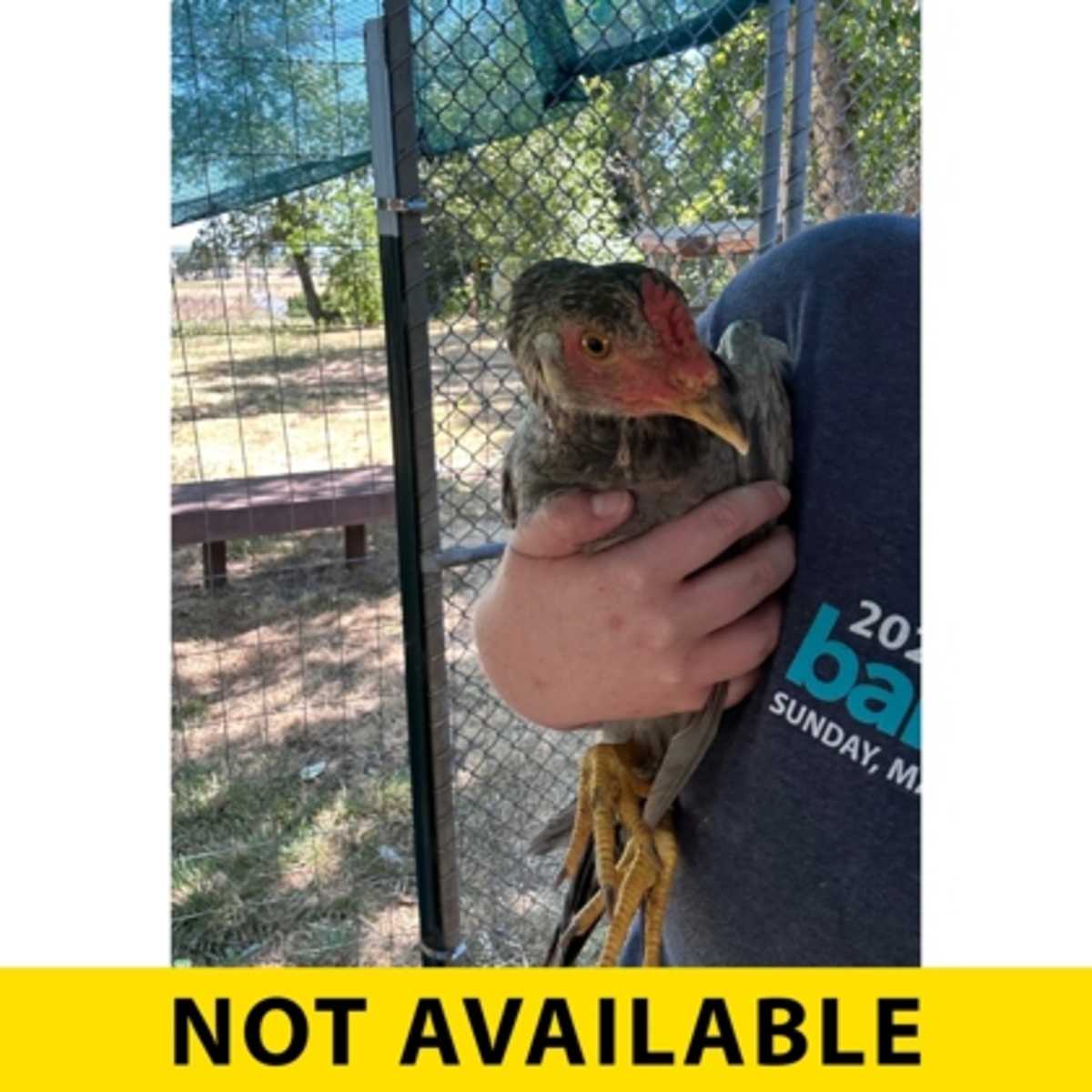 CHESTNUT - Chicken available for adoption