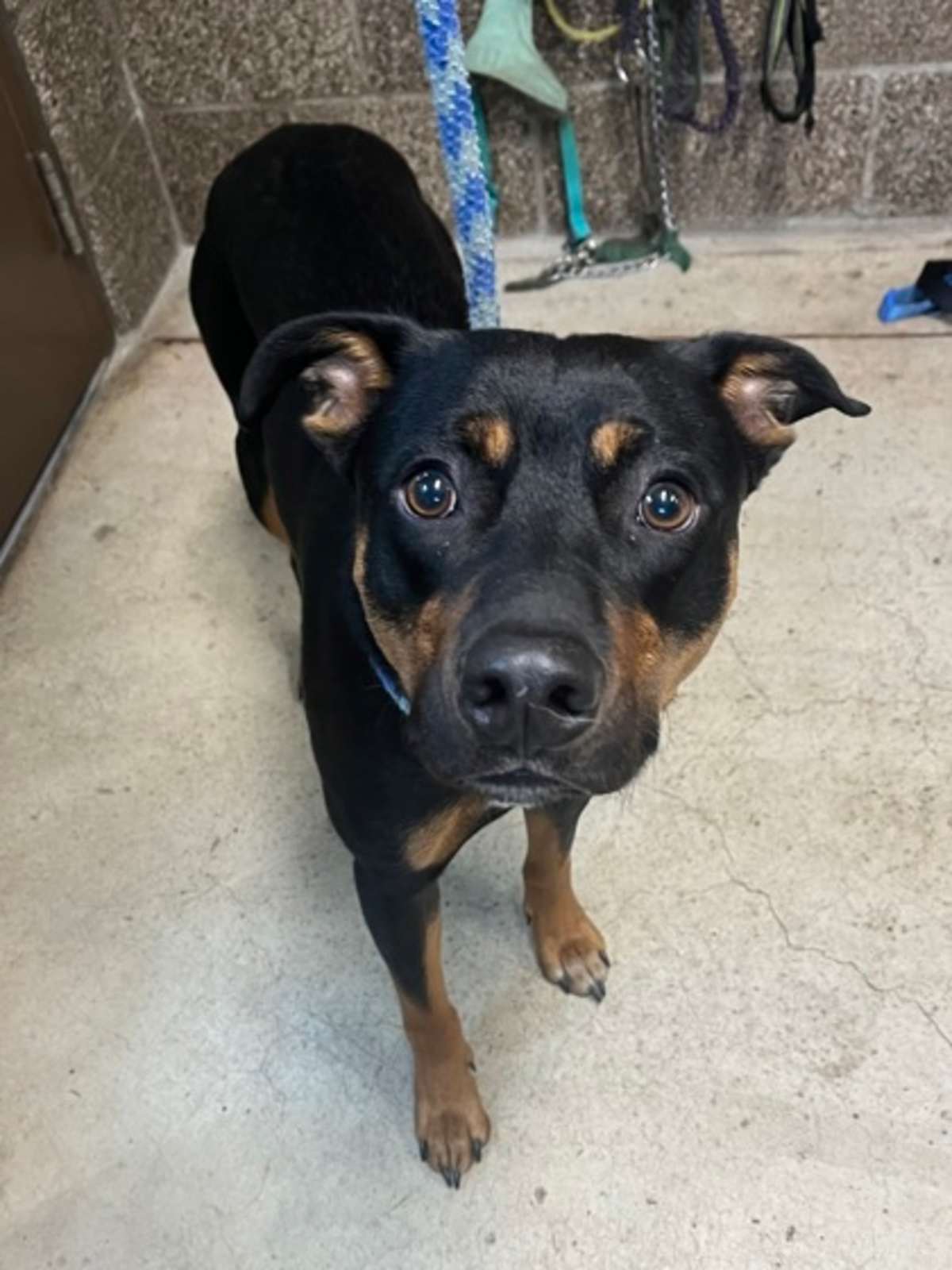 BUTTERS - Mixed Breed (Medium) available for adoption