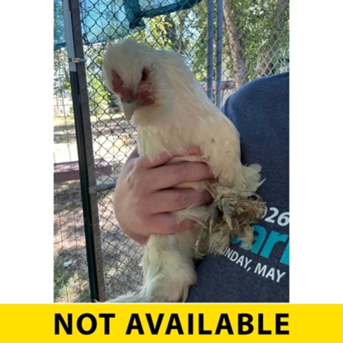 COCONUT - Chicken available for adoption