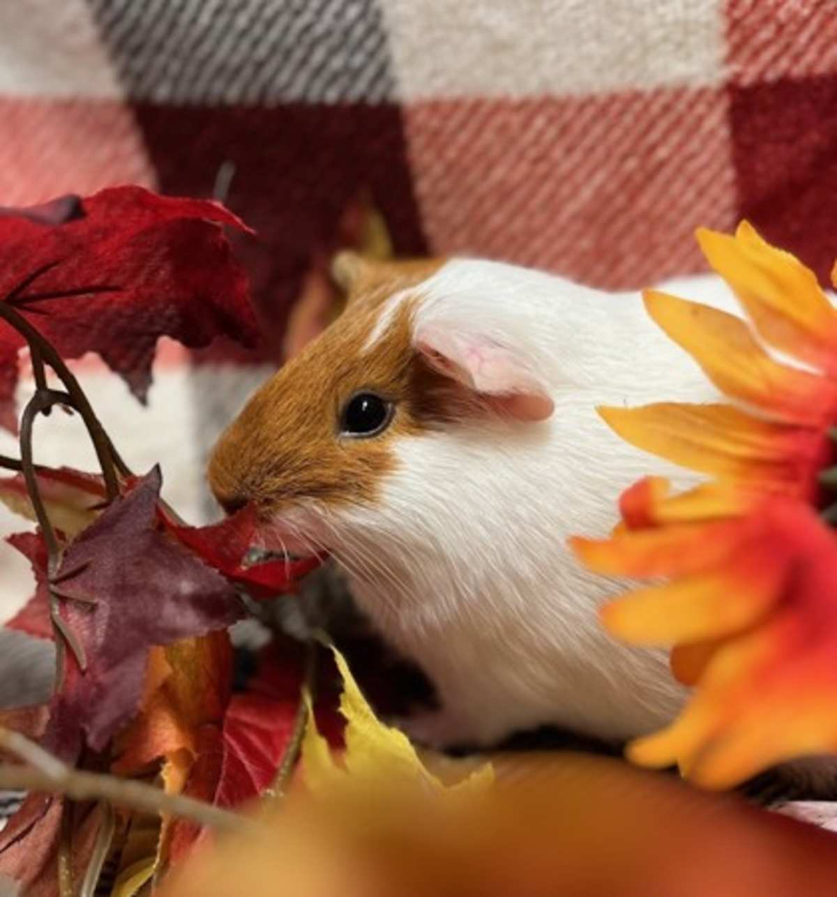 EMILIA - Guinea Pig available for adoption