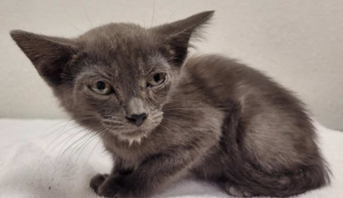 BART - Domestic Shorthair available for adoption