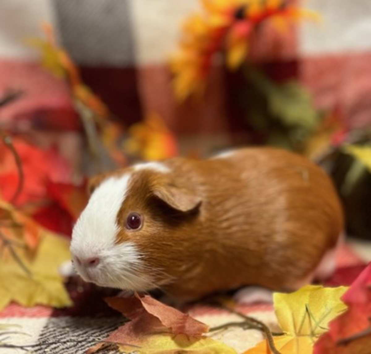 CHIFFON - Guinea Pig available for adoption