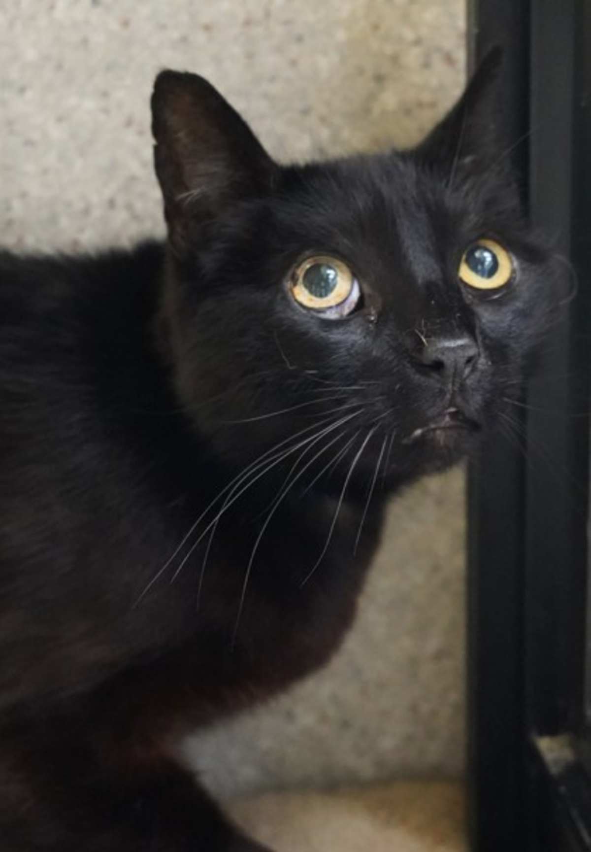 BOOTH - Domestic Shorthair available for adoption