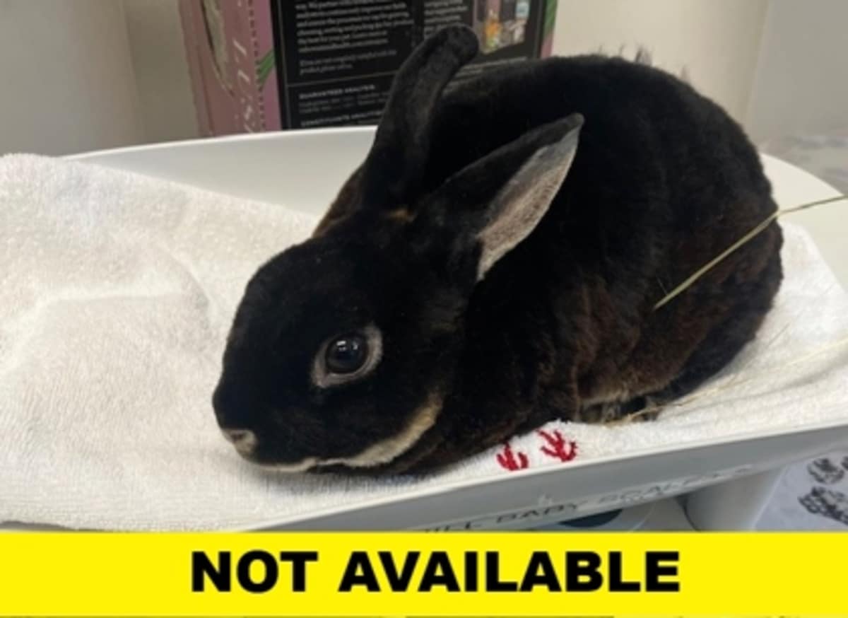 BEETLE - Mini Rex available for adoption