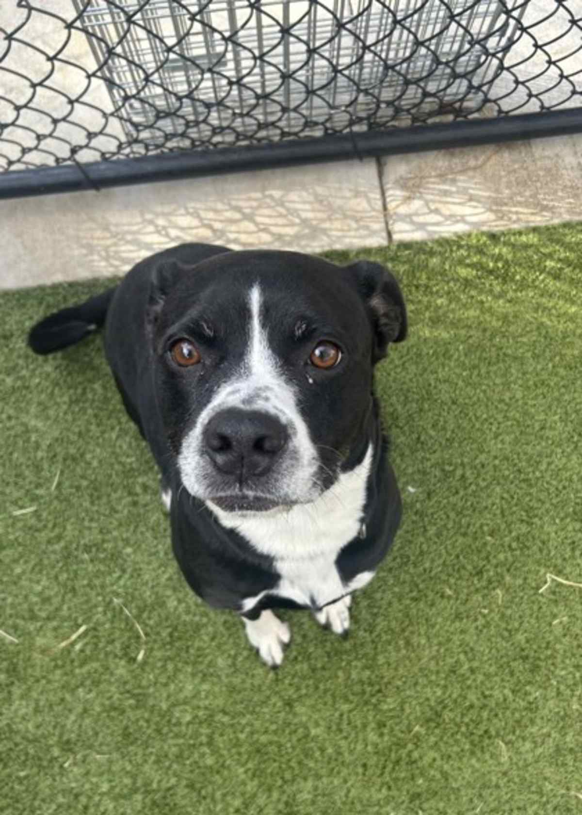 CUPCAKE - American Pit Bull Terrier available for adoption