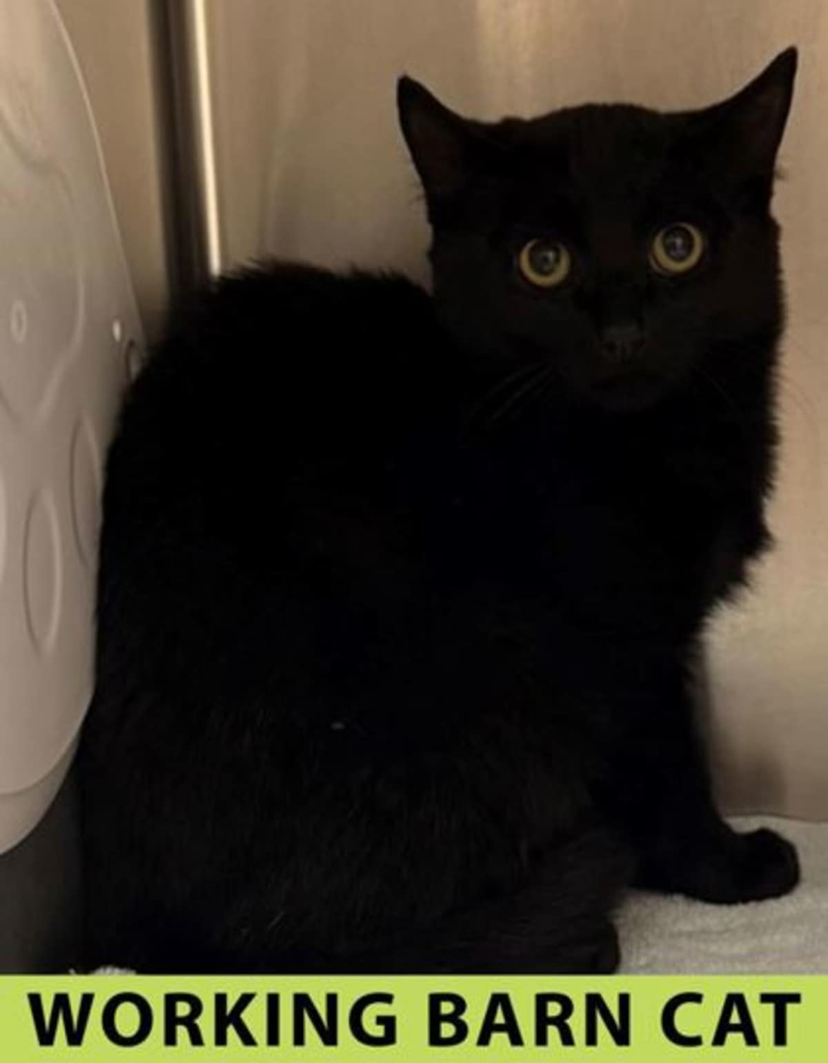 GIGI - Domestic Shorthair available for adoption