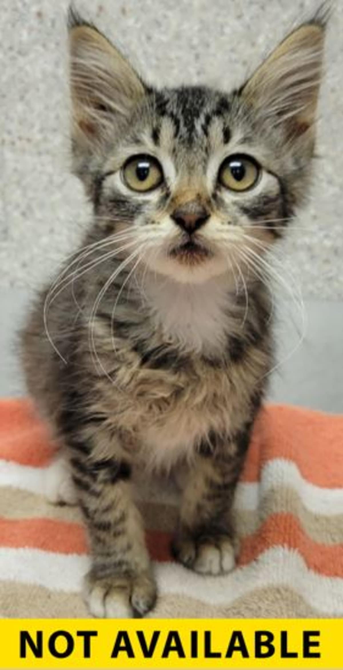BUBBLEGUM - Domestic Mediumhair available for adoption