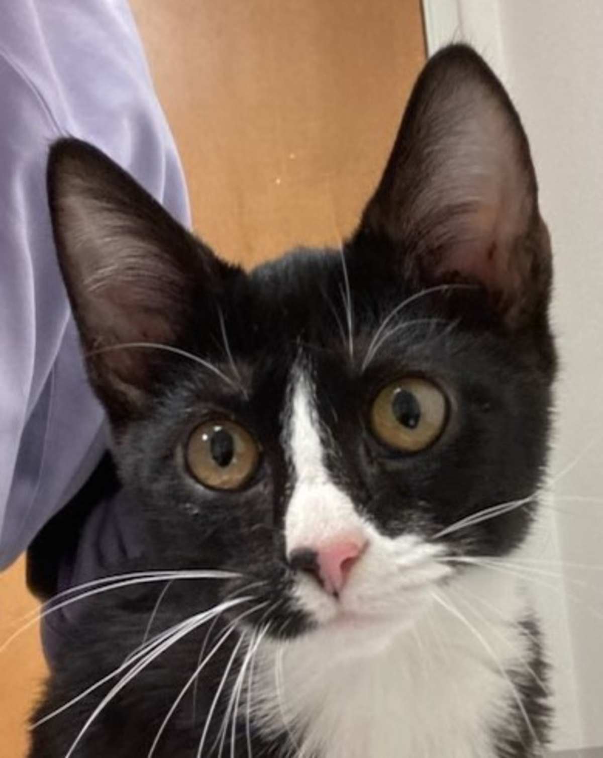 BILLY BOB - Domestic Shorthair available for adoption