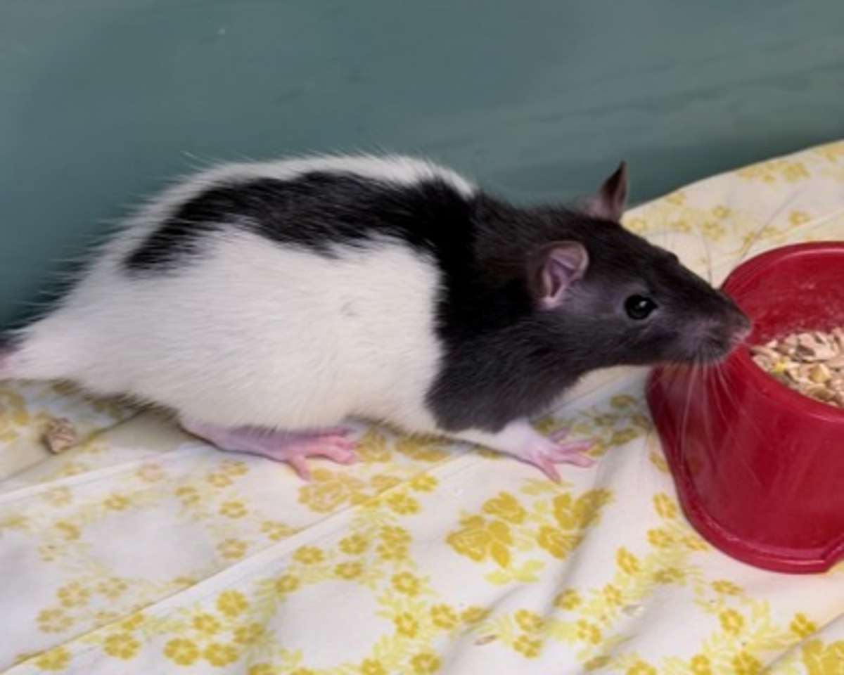 BRIE - Rat available for adoption