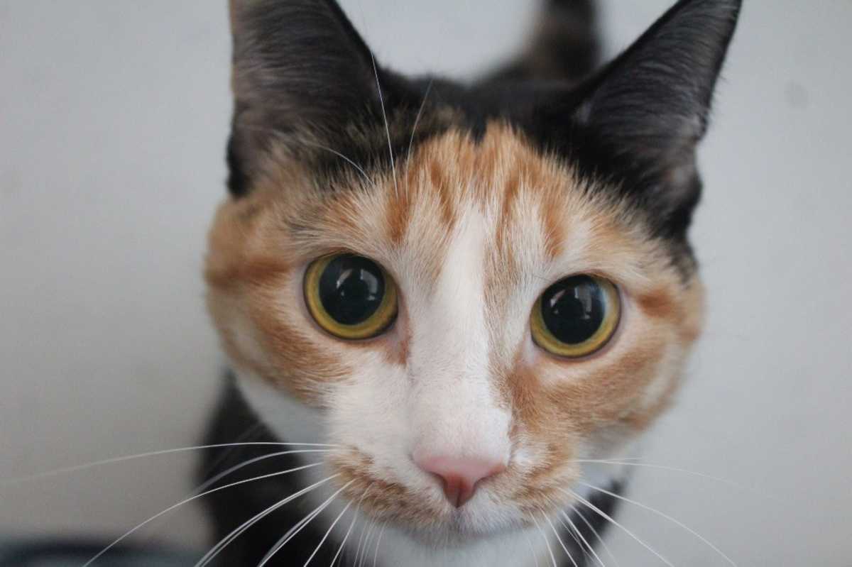 MERIDA - Domestic Shorthair available for adoption