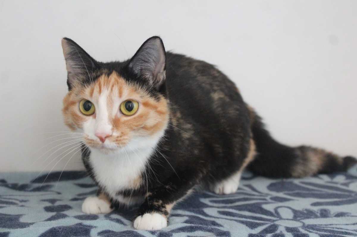 MERIDA - Domestic Shorthair available for adoption