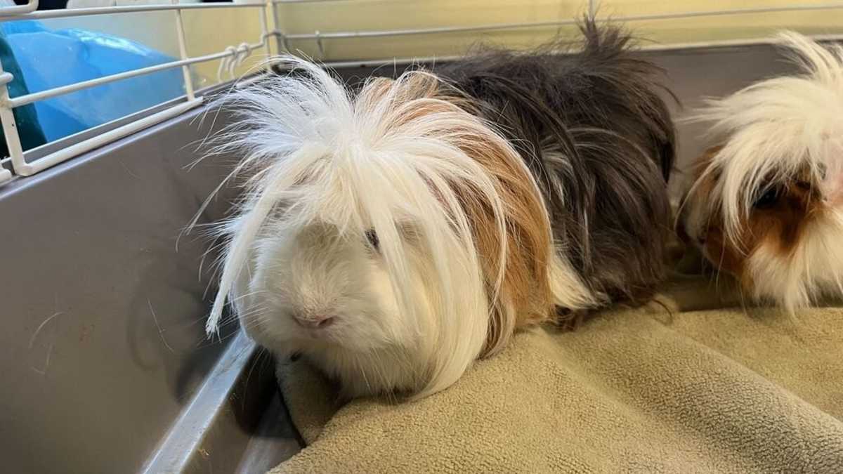 BOMBOLONI - Guinea Pig available for adoption