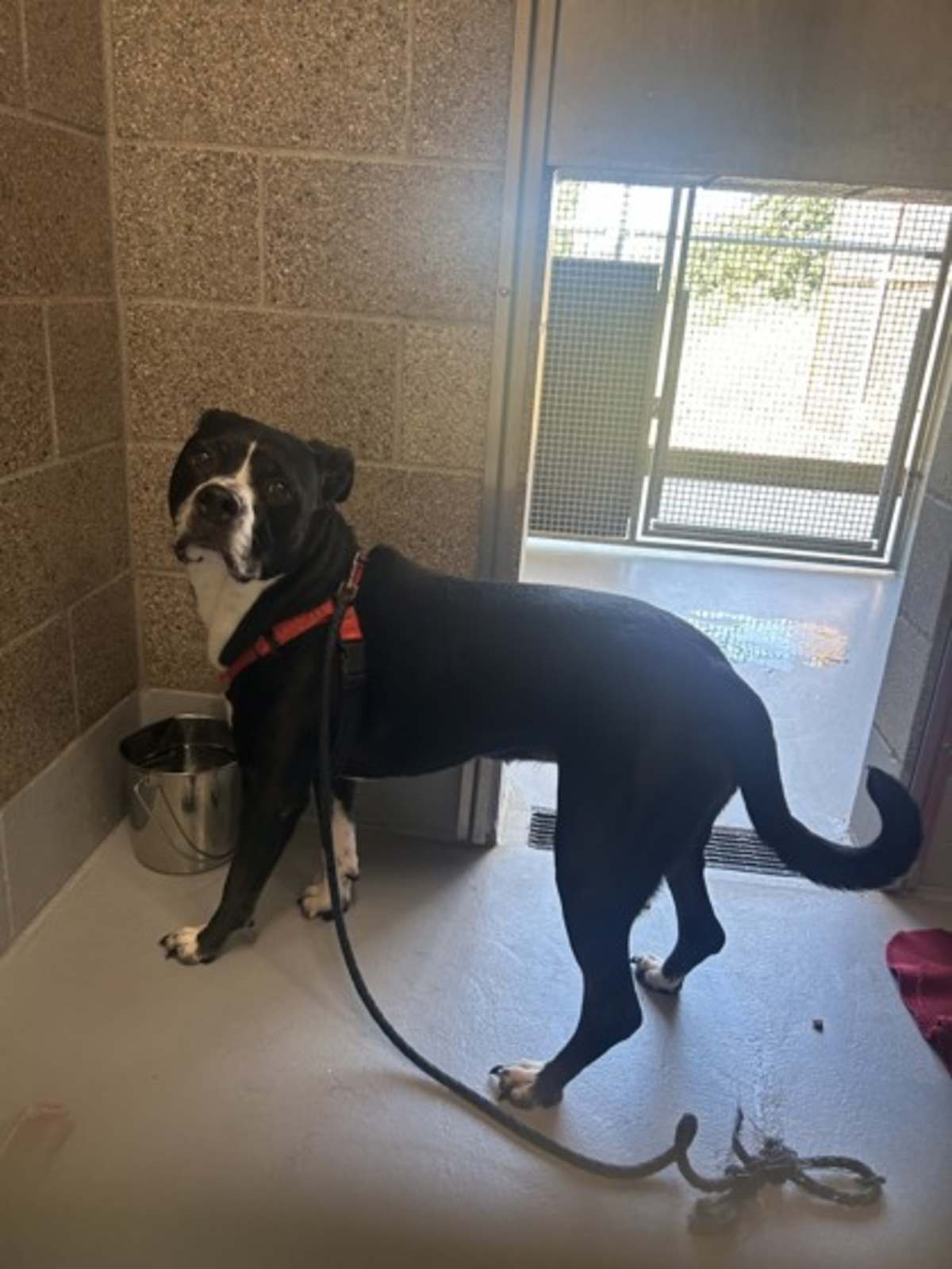 CUPCAKE - American Pit Bull Terrier available for adoption