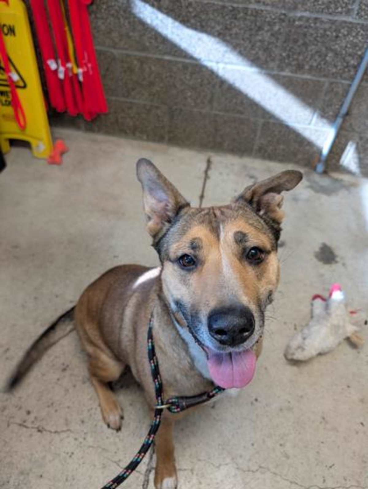 FUSILLI - Mixed Breed (Medium) available for adoption