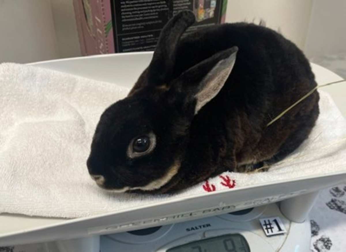 BEETLE - Mini Rex available for adoption