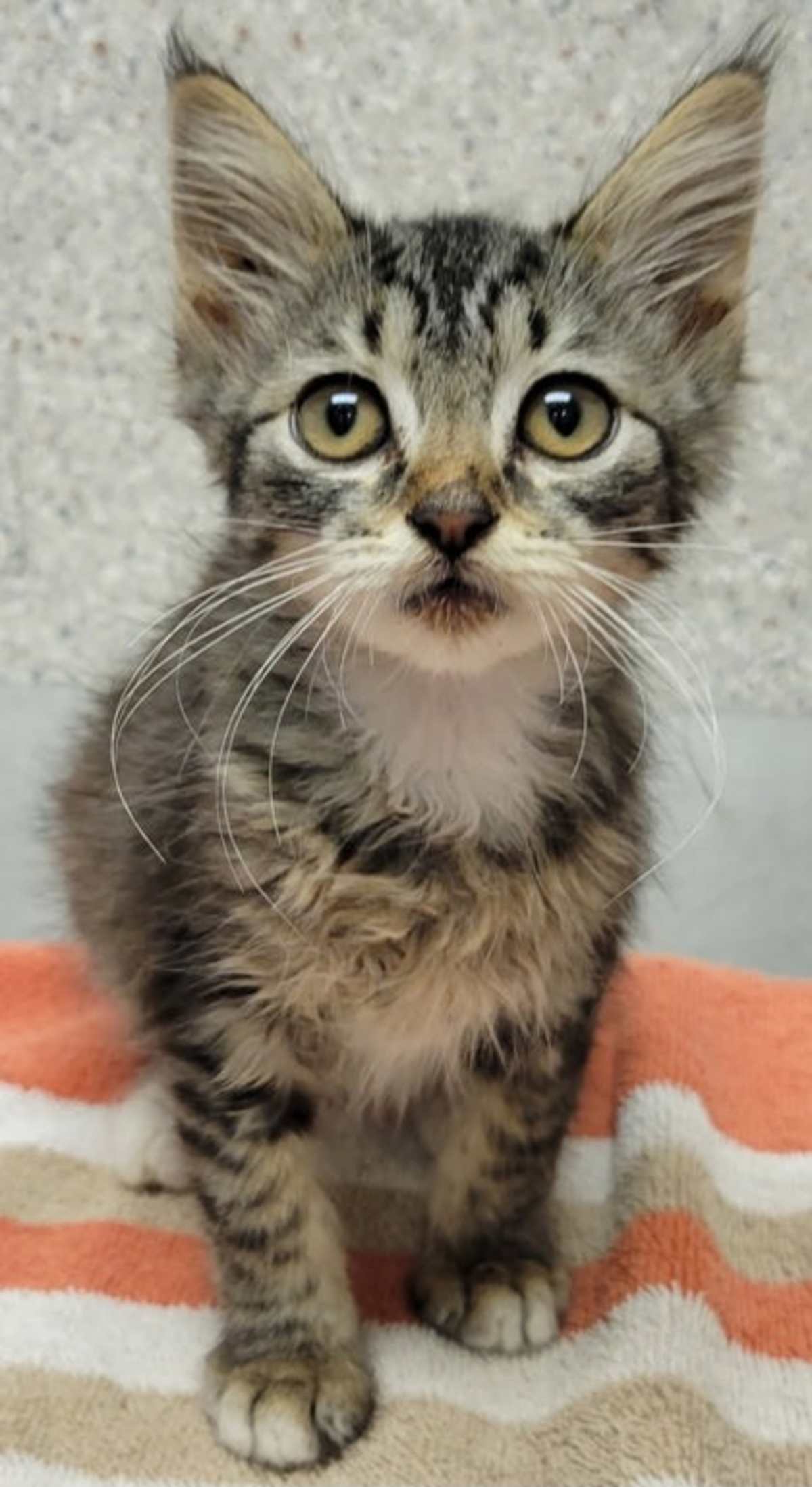 BUBBLEGUM - Domestic Mediumhair available for adoption