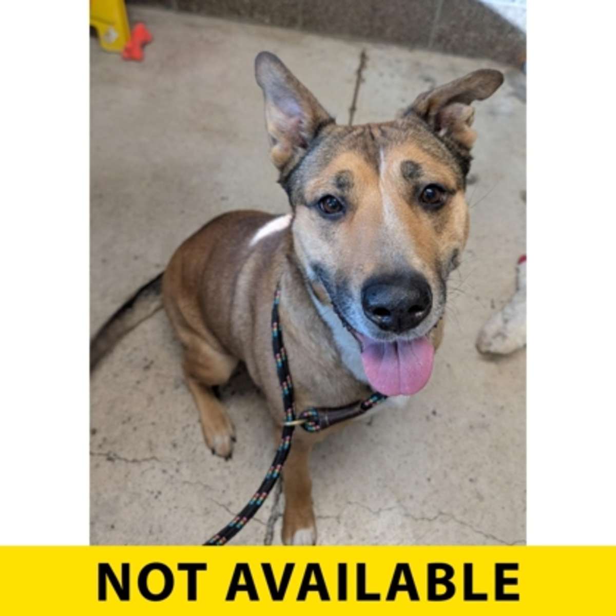 FUSILLI - Mixed Breed (Medium) available for adoption