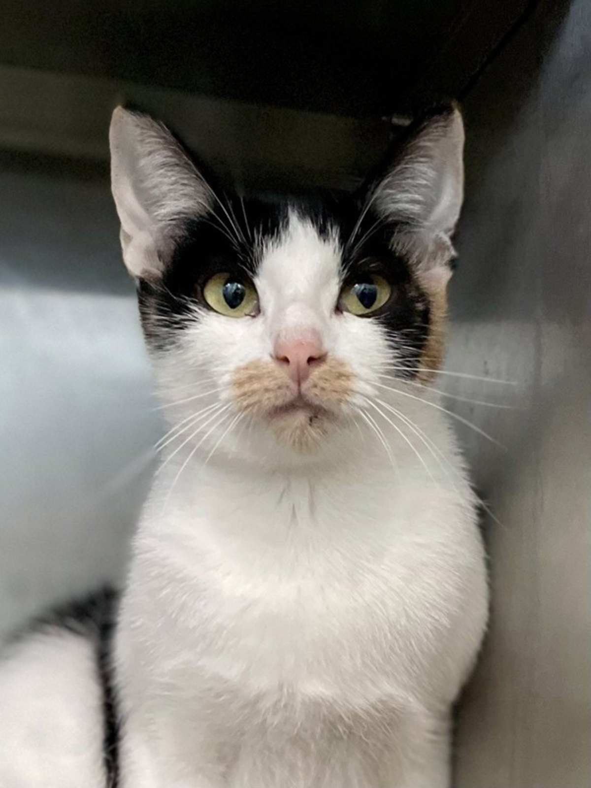 ADA - Domestic Shorthair available for adoption