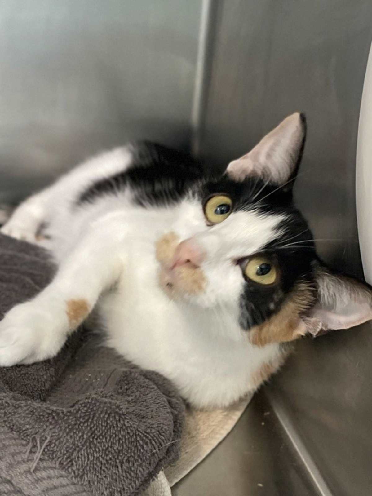 ADA - Domestic Shorthair available for adoption