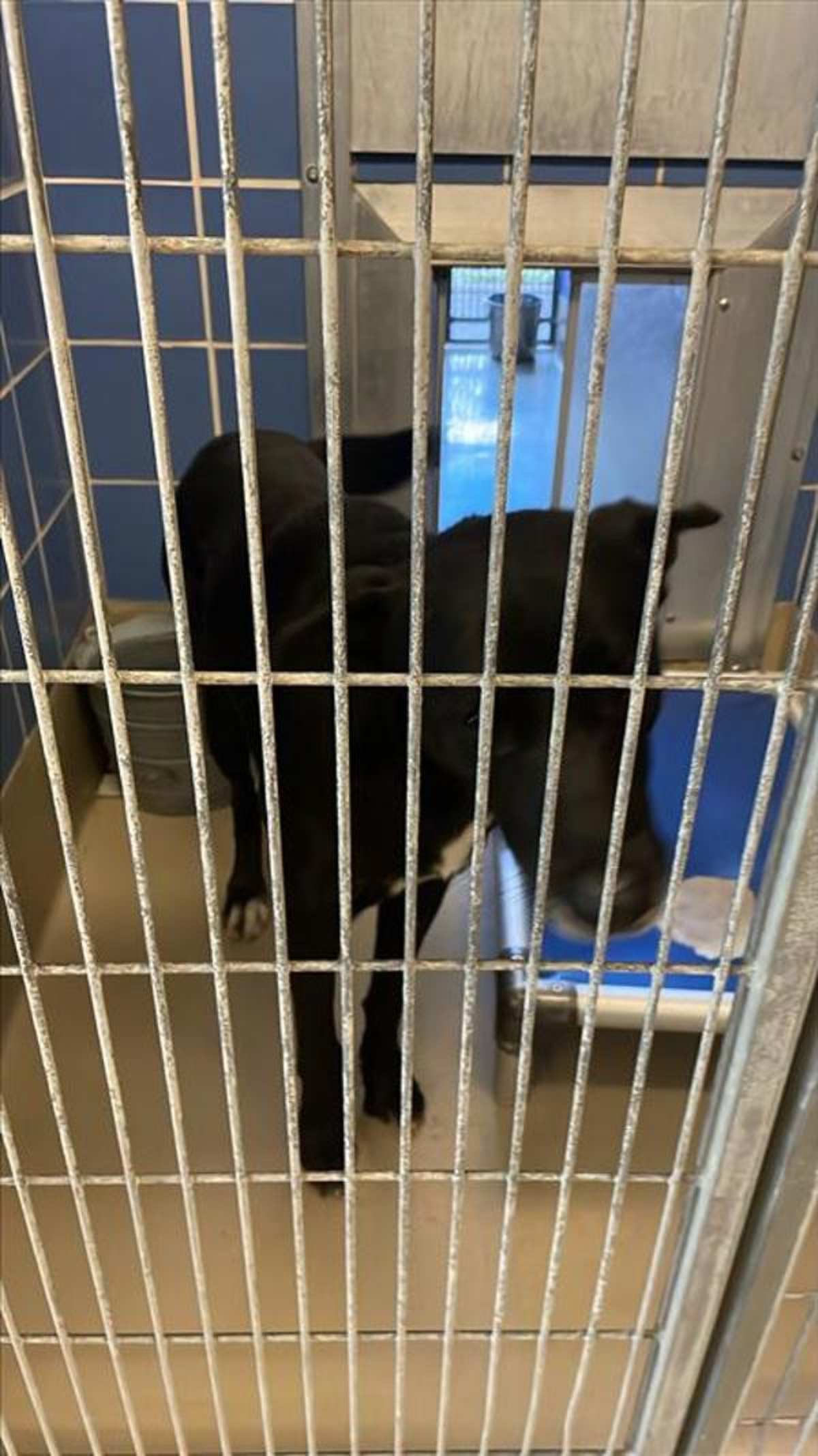 KODA - Labrador Retriever available for adoption