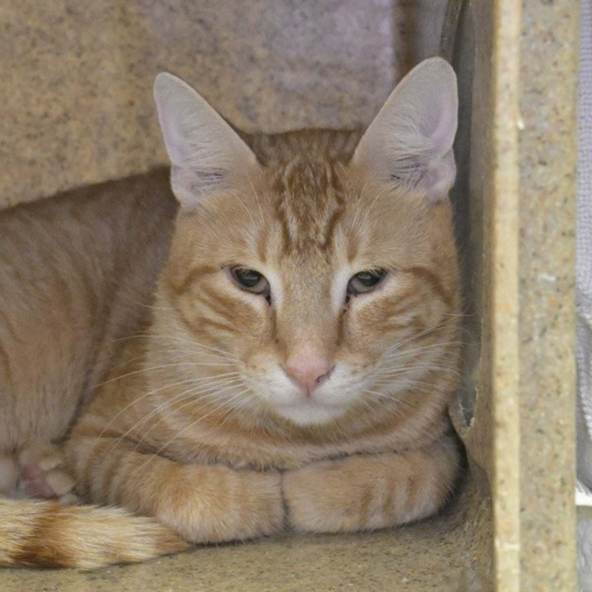 ALUIN - Domestic Shorthair available for adoption