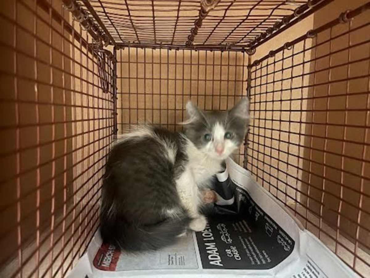 ALBERT - Domestic Shorthair available for adoption