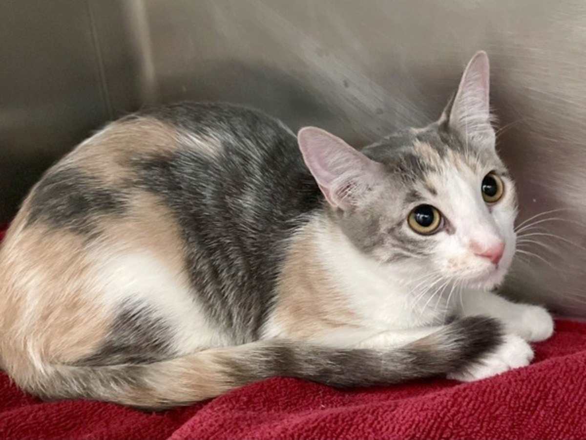 AGENT 99 - Domestic Shorthair available for adoption