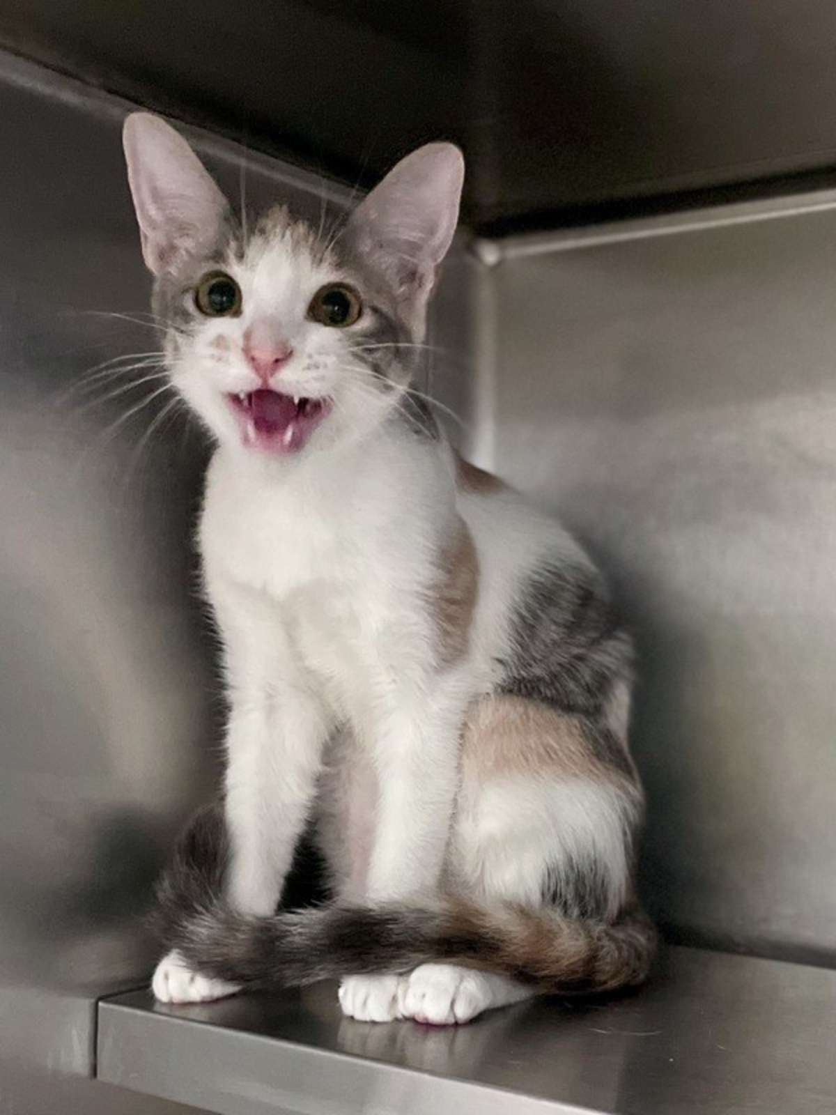 AGENT 99 - Domestic Shorthair available for adoption