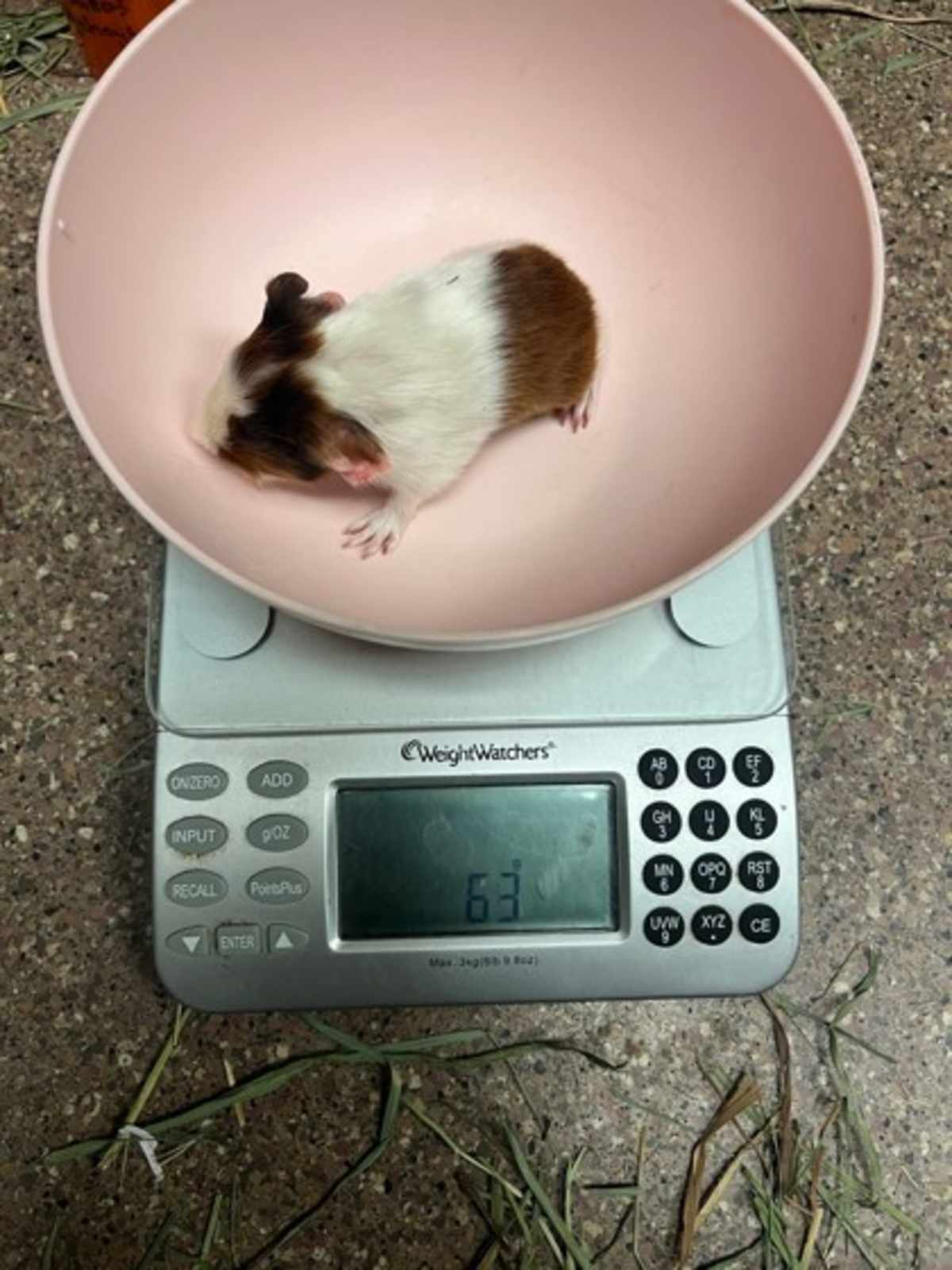CARAMEL - Guinea Pig available for adoption
