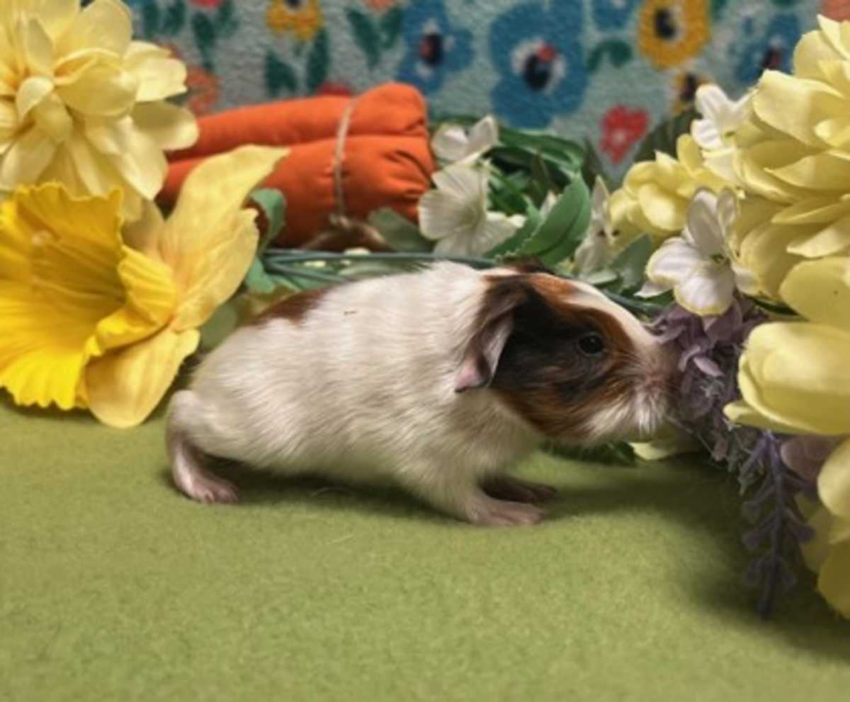 CARAMEL - Guinea Pig available for adoption