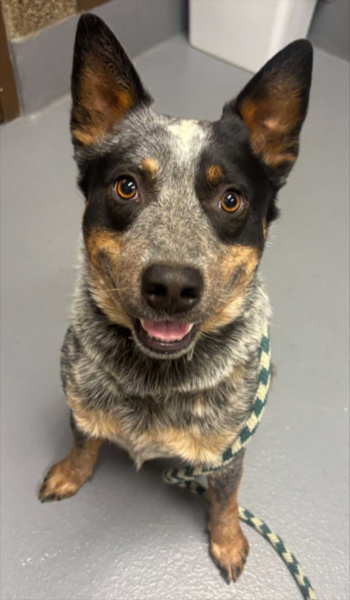 BOYFRIEND - Australian Cattle Dog available for adoption