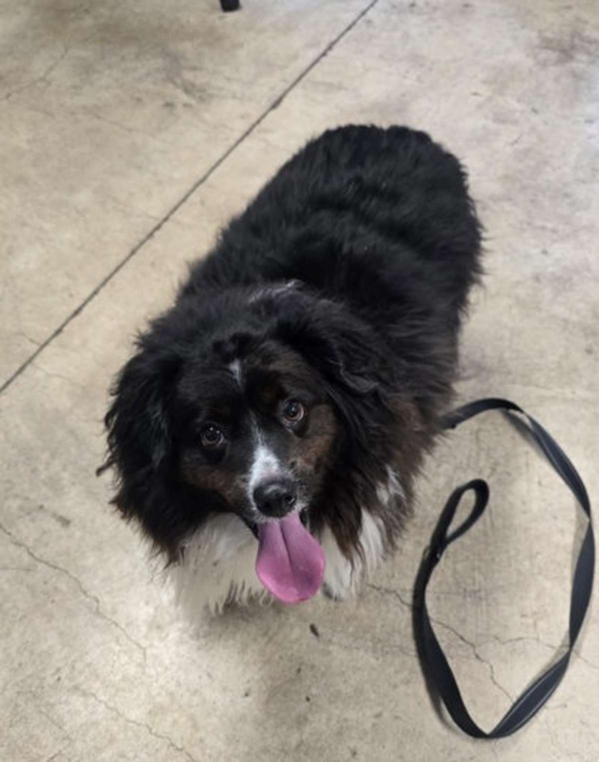 ASH - Australian Shepherd available for adoption