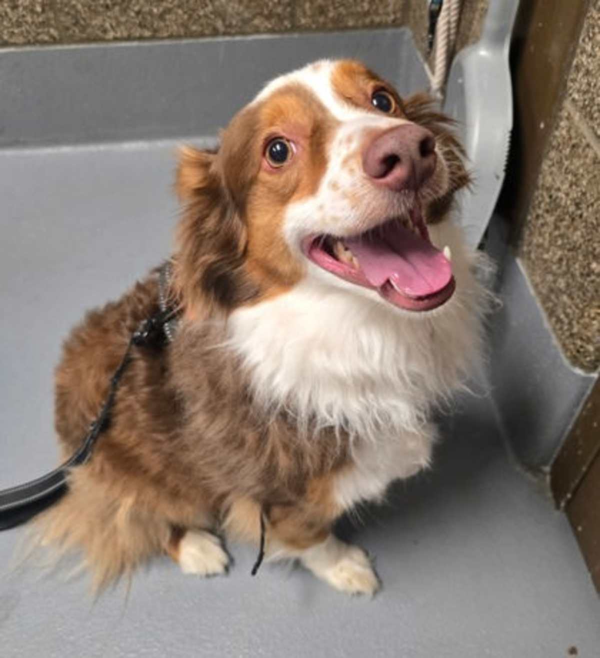 CALLUM - Australian Shepherd available for adoption