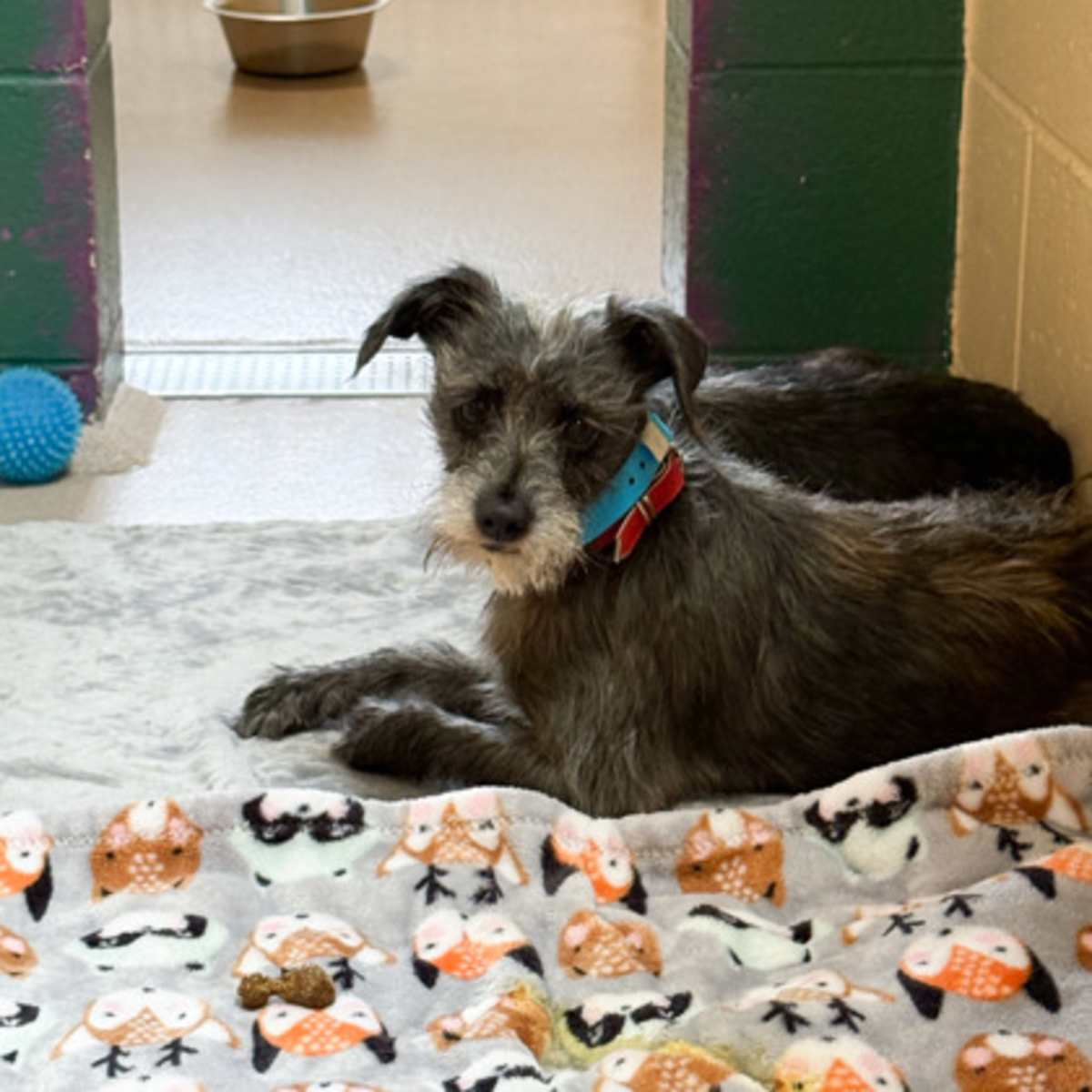 MILLEY - Terrier (Unknown Type, Medium) available for adoption