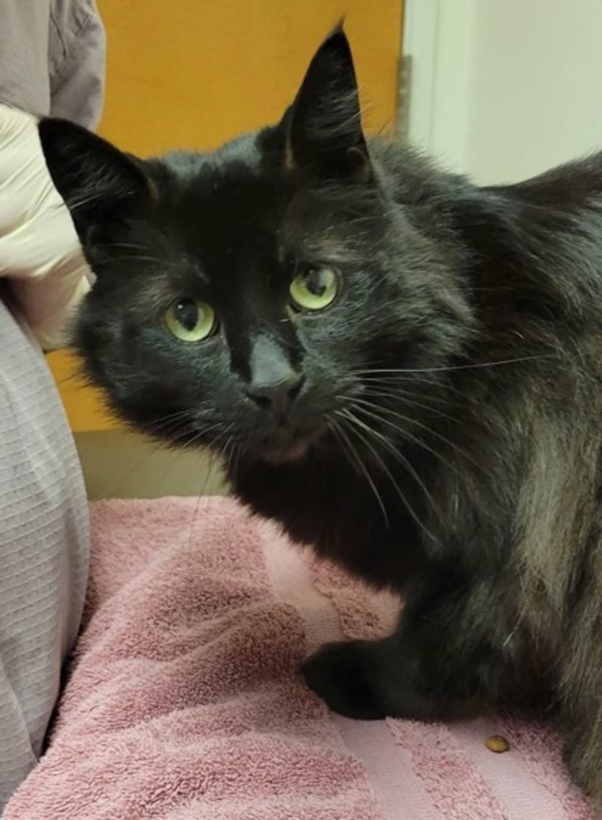 BUDDY - Domestic Longhair available for adoption