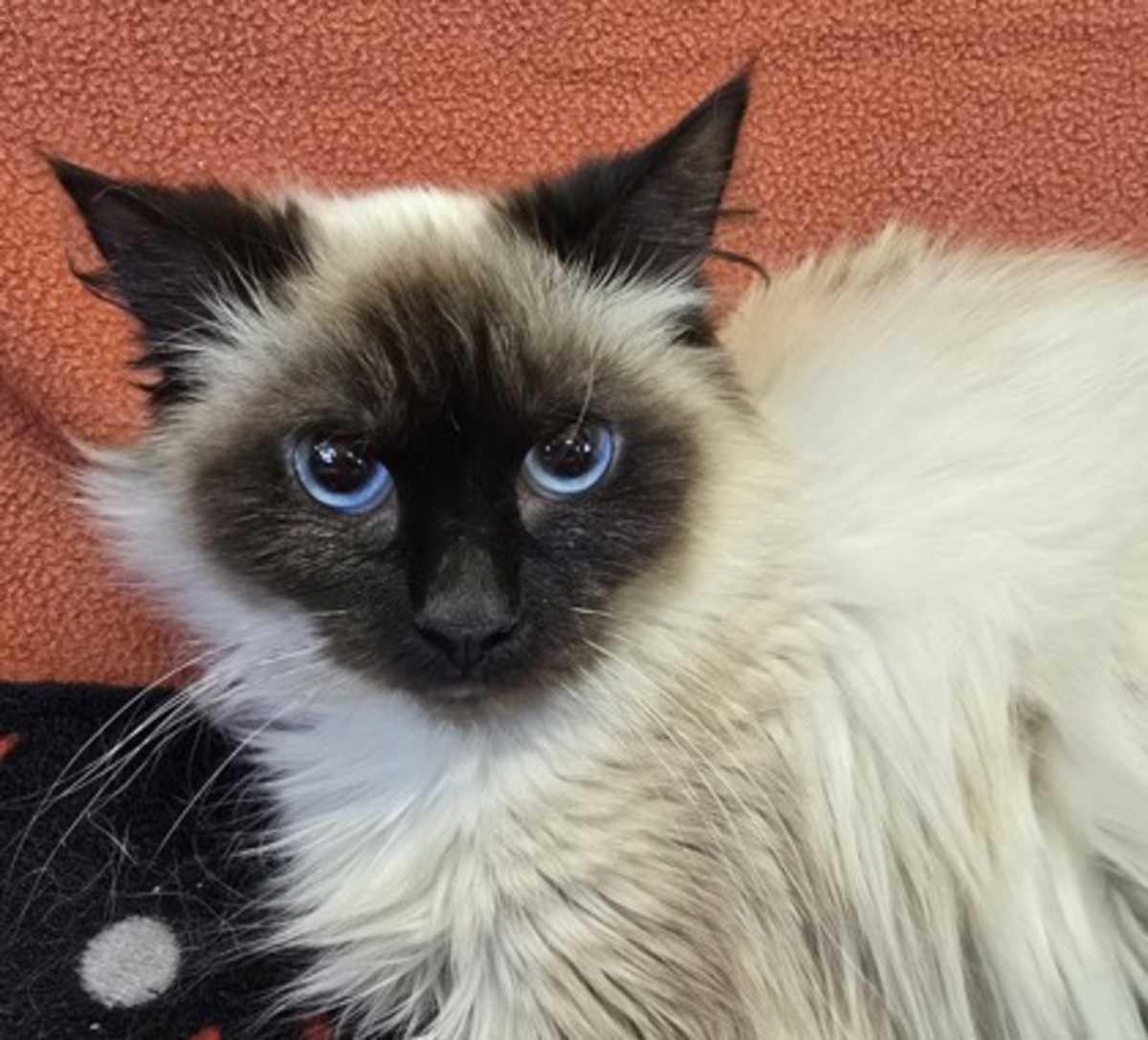 CHI - Siamese available for adoption