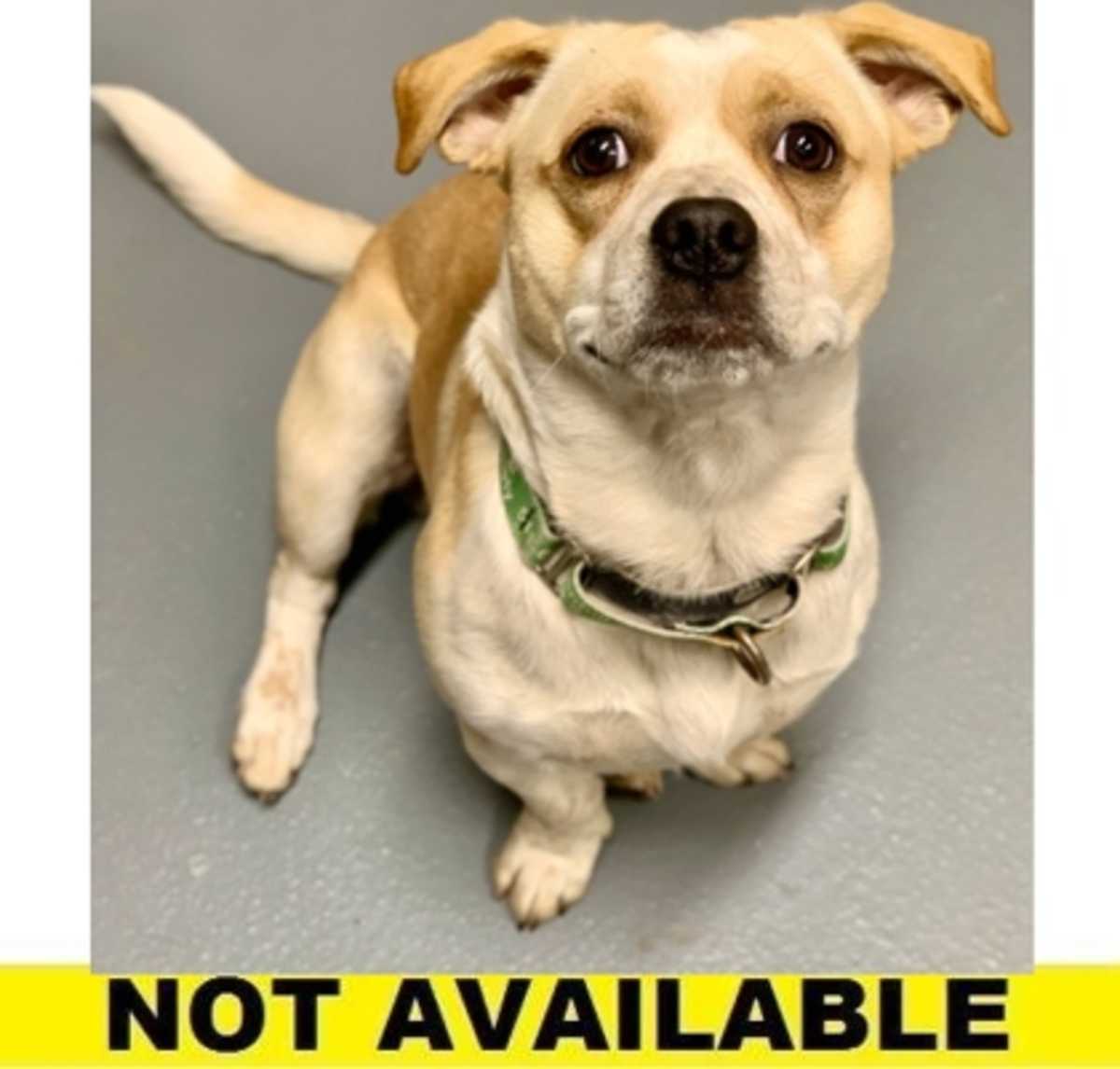 MR. BISCUIT HEAD GRAVY - Mixed Breed (Medium) available for adoption