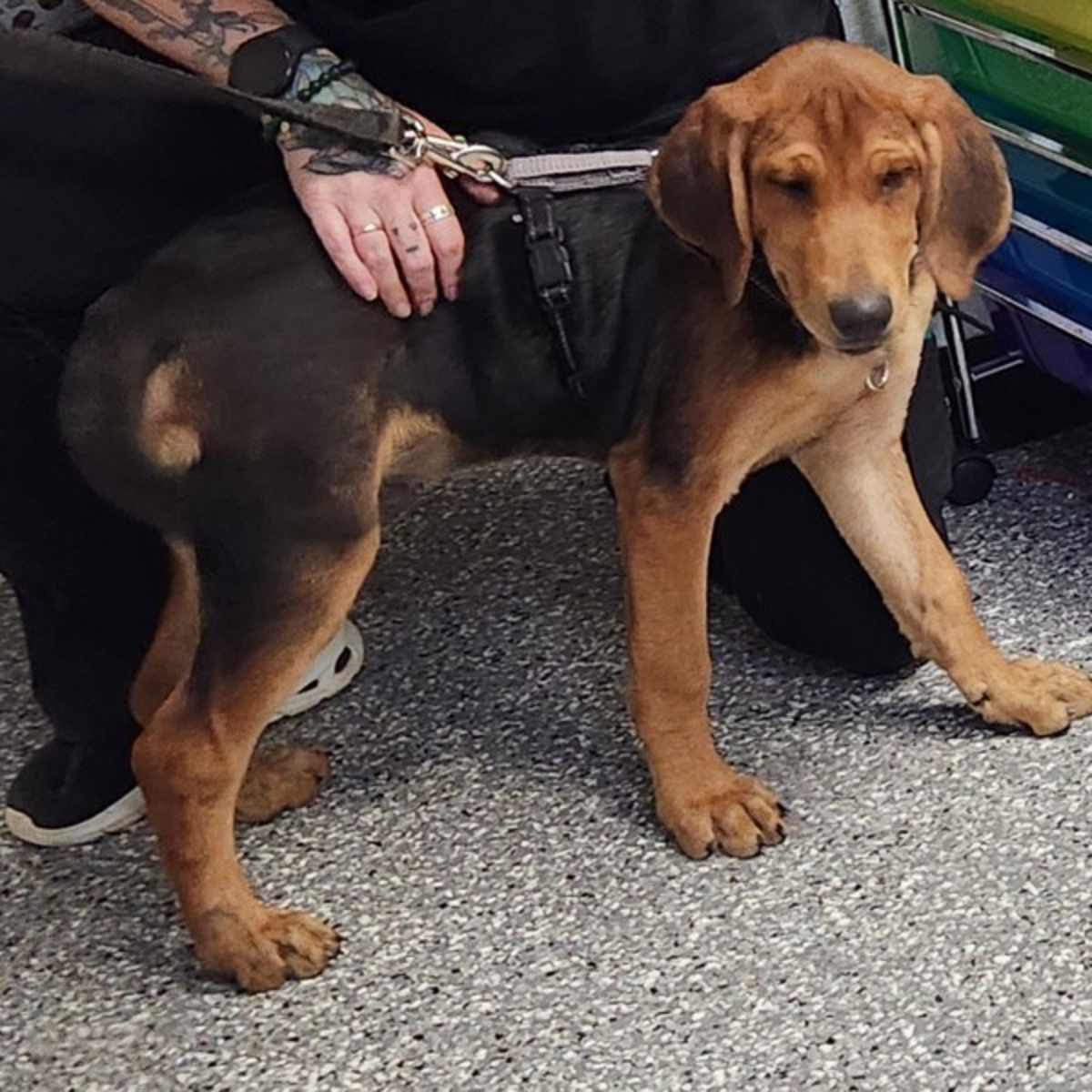 BOWSER - Hound (Unknown Type) available for adoption