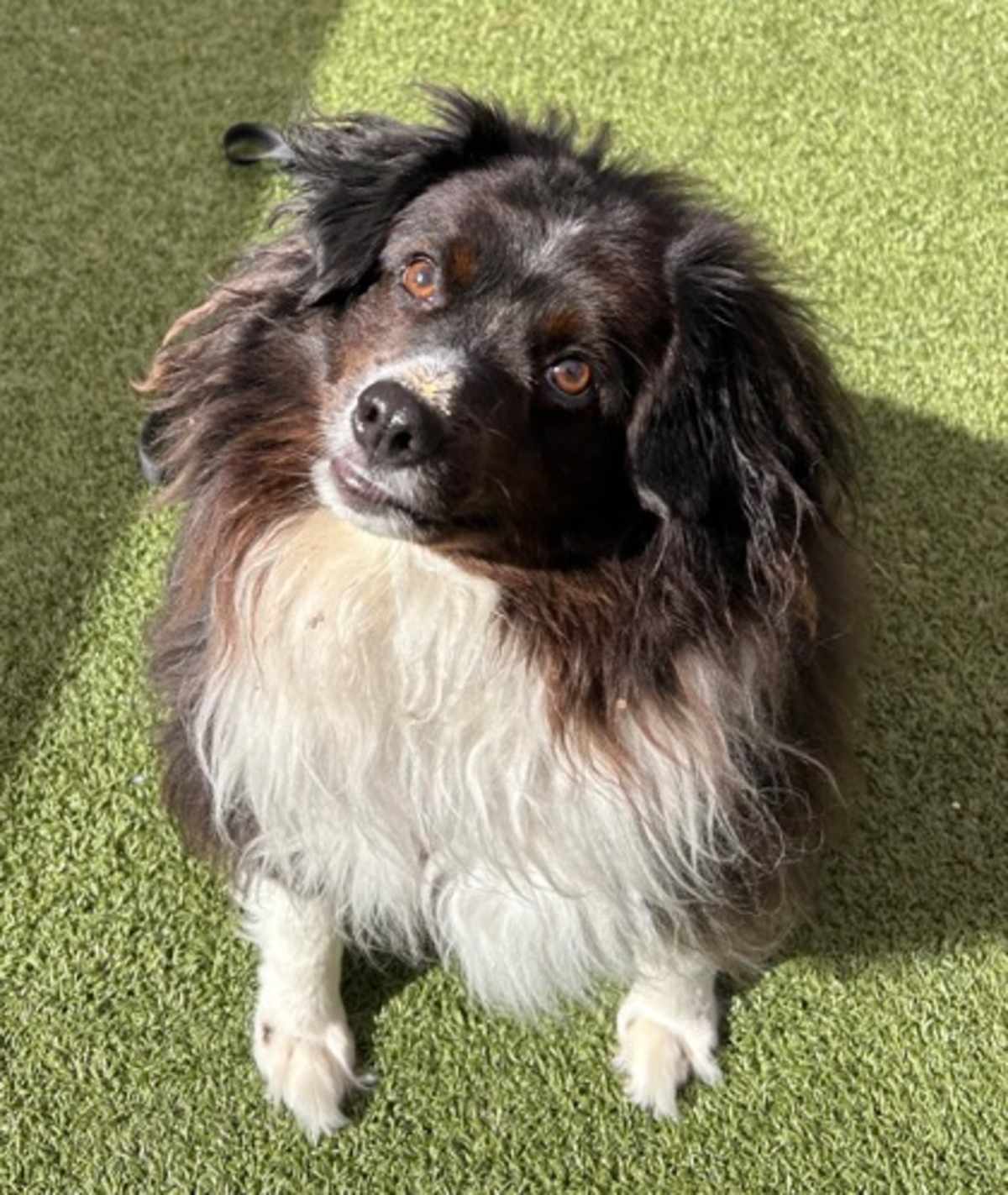 ASH - Australian Shepherd available for adoption