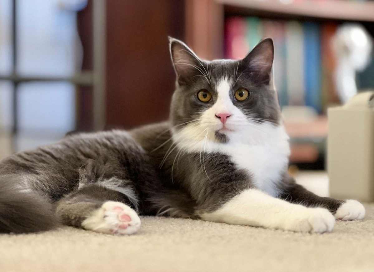 BERN - Domestic Mediumhair available for adoption