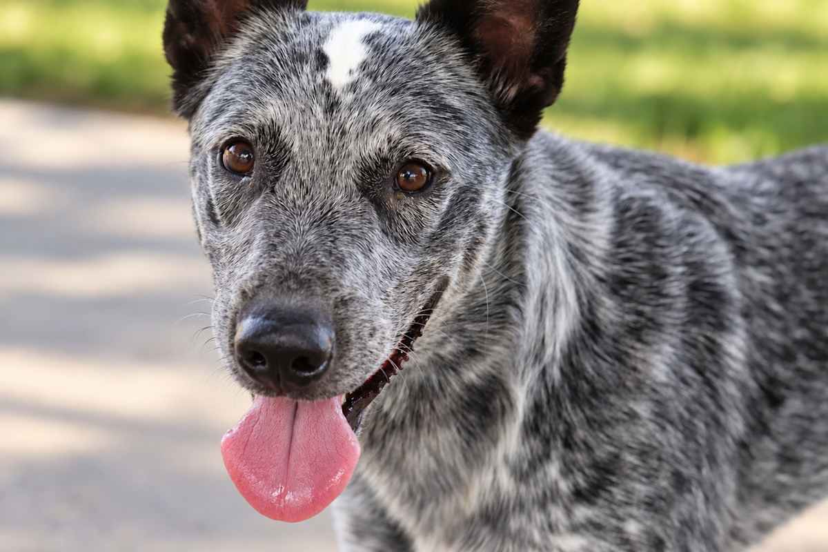 BOB ROSS * 34 POUNDS - Australian Cattle Dog available for adoption